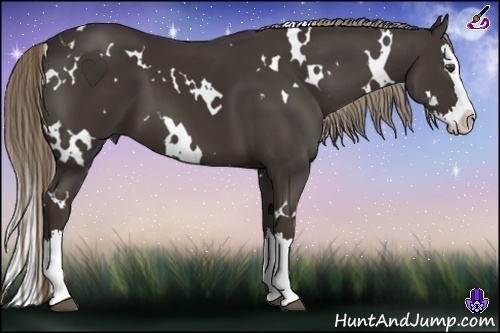 Horse Color:White Spotted Liver Chestnut Splash 