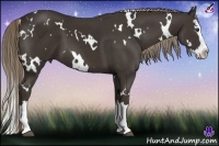 Horse Color:White Spotted Liver Chestnut Splash 