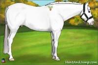 Horse Color:Brown Snowcap 