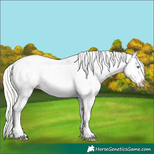 Horse Color:Cremello Appaloosa