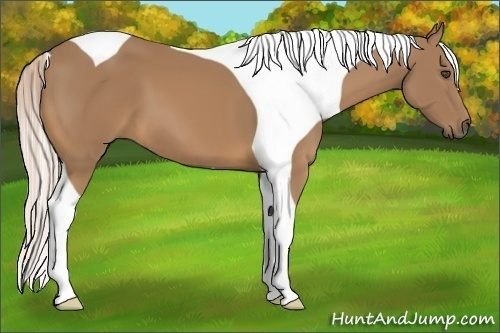 Horse Color:Unknown 