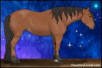 Horse Color:Bay Sabino