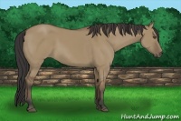 Horse Color:Buckskin Dun