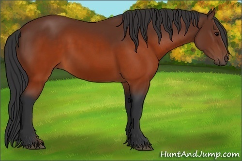 Horse Color:Brown 