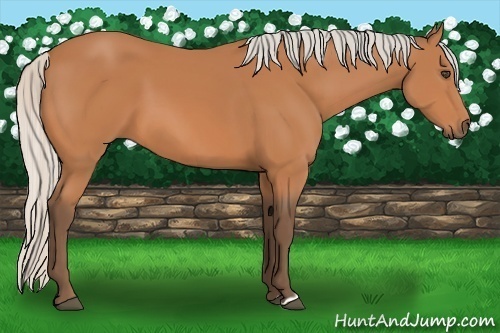 Horse Color:Silver Bay