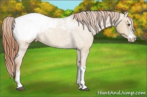 Horse Color:Red Dun Roan Splash Frame Appaloosa Rabicano 