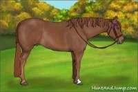 Horse Color:Chestnut Rabicano