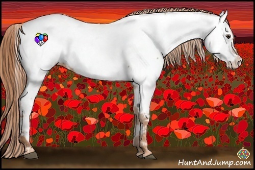 Horse Color:Chestnut Appaloosa 