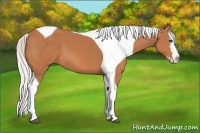 Horse Color:Silver Bay Splash Tobiano