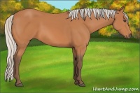 Horse Color:Silver Bay 