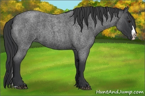Horse Color:Blue Roan Splash