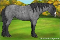 Horse Color:Blue Roan Splash 