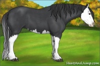 Horse Color:Blue Roan Splash 