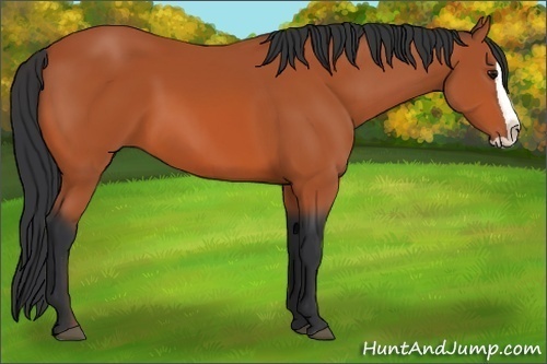 Horse Color:Bay Splash 