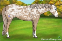 Horse Color:Palomino Ice Splash Rabicano 