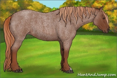 Horse Color:Red Roan
