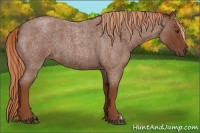 Horse Color:Red Roan 