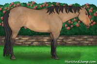 Horse Color:Bay Dun Sabino 