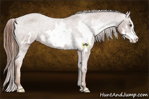 Horse Color:White Spotted Chestnut Sabino Frame Varnish 