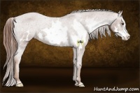 Horse Color:White Spotted Chestnut Sabino Frame Varnish 