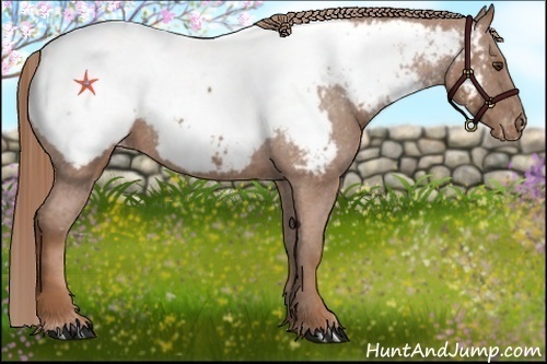 Horse Color:Chestnut Snowcap