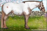Horse Color:Chestnut Snowcap 