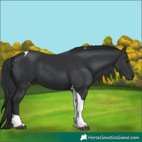 Horse Color:Black Tobiano