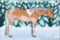 Horse Color:Silver Bay Sabino Tobiano