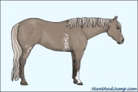 Horse Color:Unknown 