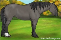 Horse Color:Grullo Tobiano