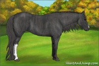 Horse Color:Black  Brindle