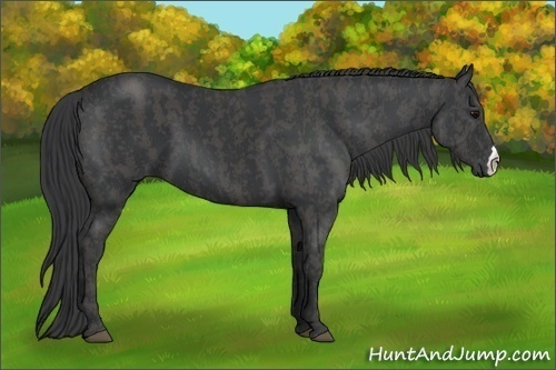 Horse Color:Black  Brindle