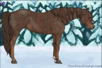 Horse Color:Liver Chestnut  Brindle