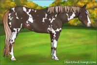 Horse Color:White Spotted Liver Chestnut Sabino 