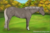 Horse Color:White Spotted Silver Black Frame 