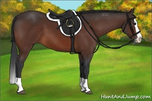 Horse Color:Bay Splash