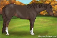 Horse Color:Liver Chestnut 