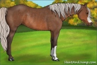 Horse Color:Silver Brown Rabicano 