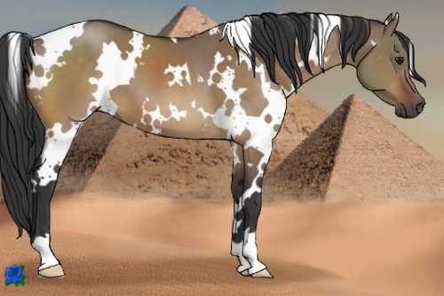 Horse Color:White Spotted Bay Dun 