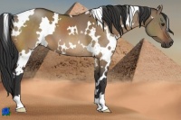 Horse Color:White Spotted Bay Dun