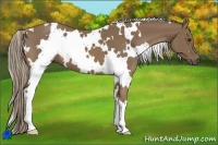 Horse Color:White Spotted Chocolate Palomino 