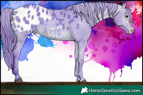 Horse Color:Watercolor Brown Appaloosa 