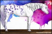 Horse Color:Watercolor Brown Appaloosa 