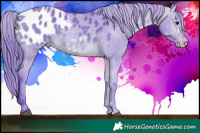 Horse Color:Watercolor Brown Appaloosa