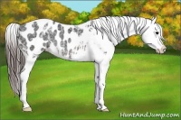 Horse Color:Brown Ice Appaloosa Rabicano 