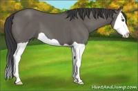 Horse Color:Grullo Splash 