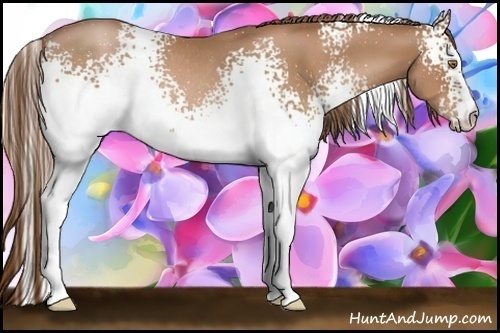 Horse Color:White Spotted Bay Pearl Rabicano