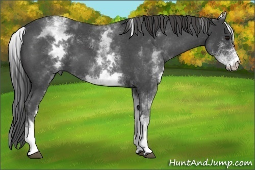 Horse Color:White Spotted Smoky Blue Roan
