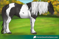 Horse Color:Smoky Black Tobiano 