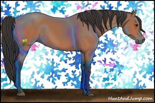 Horse Color:Bay Rabicano 